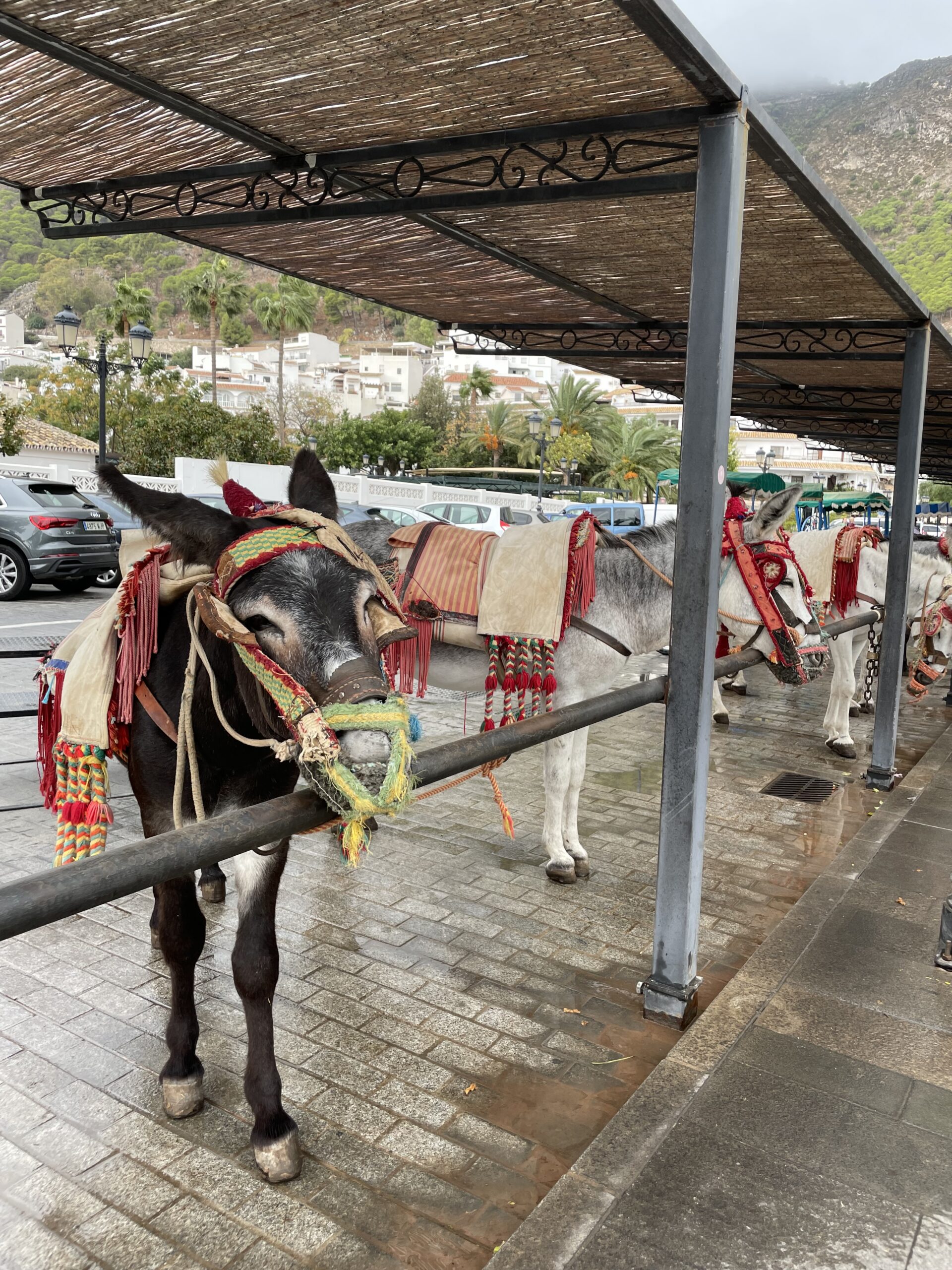Elätkö omaa elämääsi – vai aasin elämää?